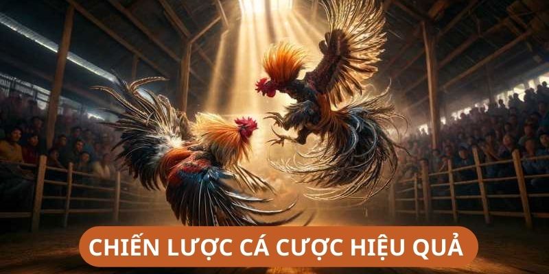 Chiến lược cá cược hiệu quả tại đá gà cựa sắt King88